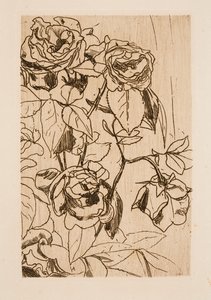Studie van Rozen door Floris Verster